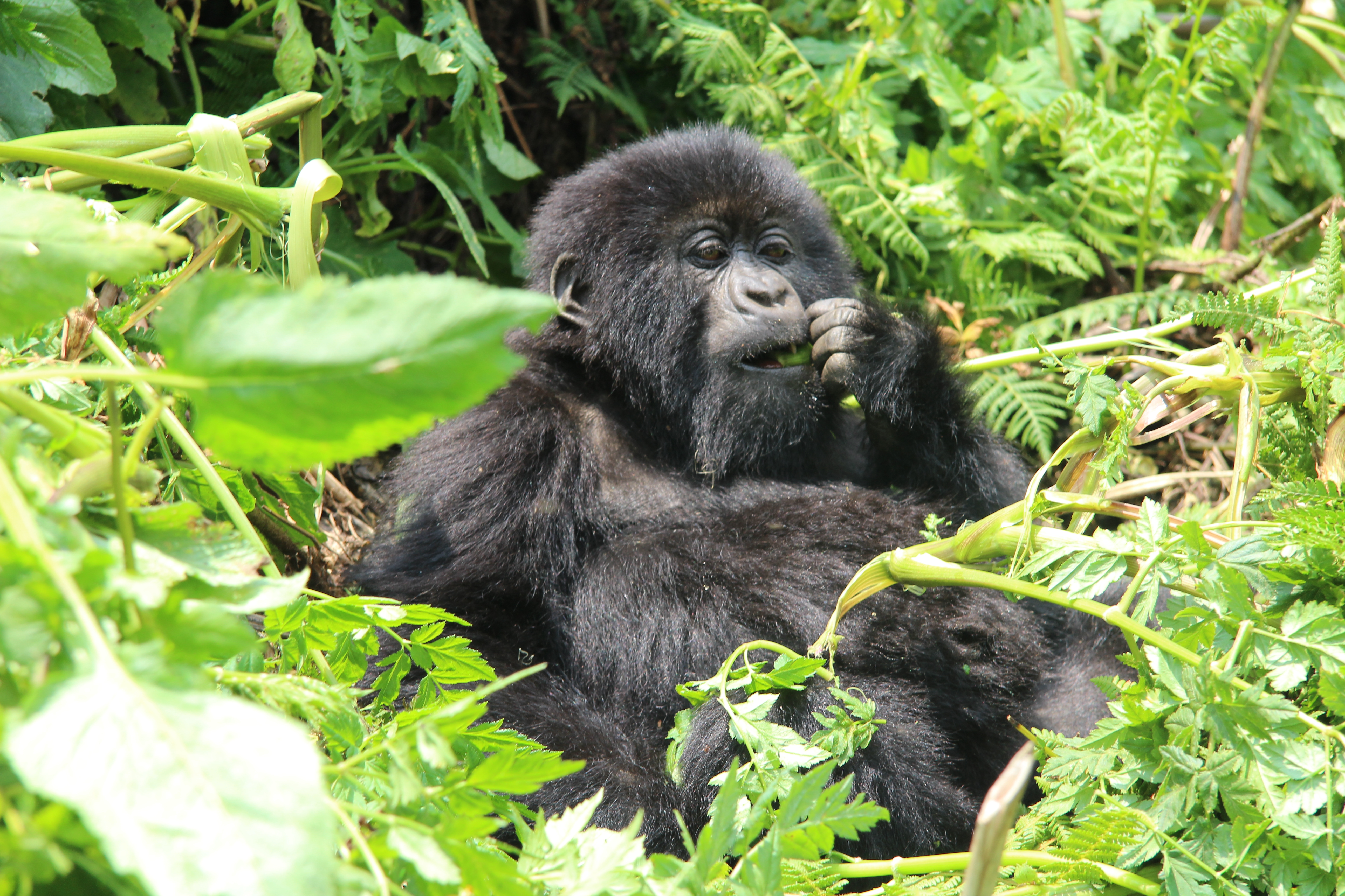 wp-content/uploads/itineraries/Uganda/20160801-rwanda-gorillas-close (58).JPG